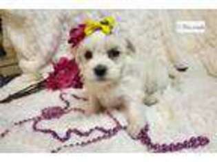 Maltese Puppy for sale in Springfield, MO, USA