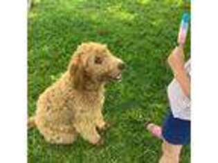 Goldendoodle Puppy for sale in Warren, MN, USA