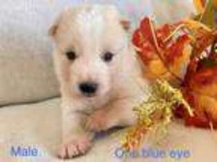 Alaskan Klee Kai Puppy for sale in Lebanon, MO, USA