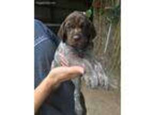 German Shorthaired Pointer Puppy for sale in Switz City, IN, USA