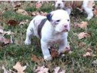 American Bulldog Puppy for sale in Little Rock, AR, USA