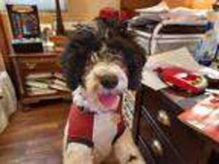 Portuguese Water Dog Puppy for sale in Tucson, AZ, USA