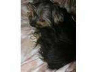 Yorkshire Terrier Puppy for sale in Tupelo, MS, USA