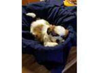Lhasa Apso Puppy for sale in San Antonio, TX, USA