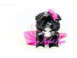 Shinese Puppy for sale in Houston, TX, USA