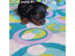 Yorkshire Terrier Puppy for sale in Morton, TX, USA