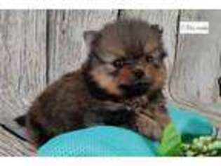Pomeranian Puppy for sale in Louisville, KY, USA