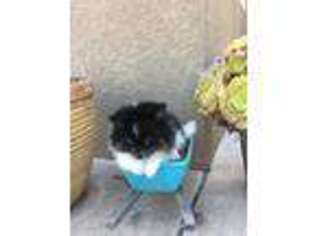 Pomeranian Puppy for sale in Stockton, CA, USA