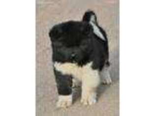 Akita Puppy for sale in Valley Center, CA, USA
