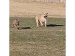 Boerboel Puppy for sale in Laramie, WY, USA