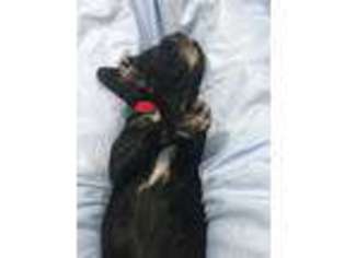 Mutt Puppy for sale in Honor, MI, USA