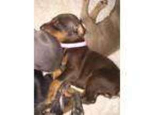 Doberman Pinscher Puppy for sale in NAPLES, FL, USA