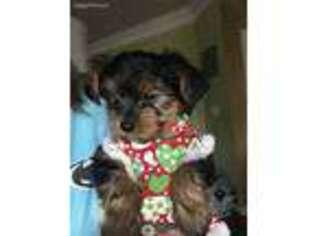 Yorkshire Terrier Puppy for sale in Berryville, VA, USA