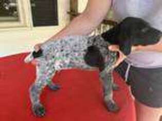 German Shorthaired Pointer Puppy for sale in Colbert, GA, USA