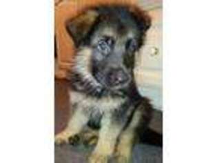German Shepherd Dog Puppy for sale in Livonia, MI, USA