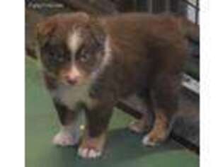 Australian Shepherd Puppy for sale in Dunnellon, FL, USA