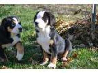 Greater Swiss Mountain Dog Puppy for sale in Kalona, IA, USA
