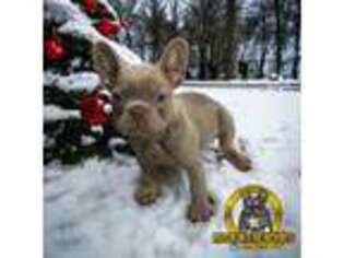 French Bulldog Puppy for sale in Spicewood, TX, USA