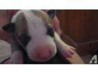 Bull Terrier Puppy for sale in MASTIC, NY, USA