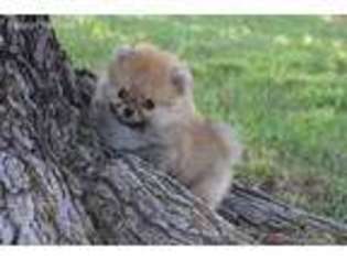 Pomeranian Puppy for sale in Fontana, CA, USA