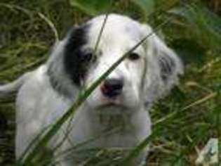 English Setter Puppy for sale in LAHMANSVILLE, WV, USA