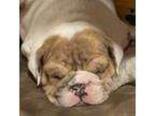 Bulldog Puppy for sale in Grant, AL, USA