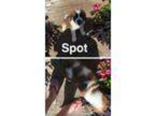 Saint Bernard Puppy for sale in Stow, OH, USA