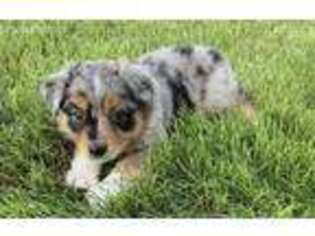 Miniature Australian Shepherd Puppy for sale in Rutland, IL, USA