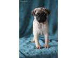 Pug Puppy for sale in Hagerstown, IN, USA