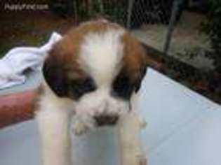 Saint Bernard Puppy for sale in Taylors, SC, USA
