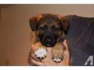 German Shepherd Dog Puppy for sale in COLLEGEVILLE, PA, USA