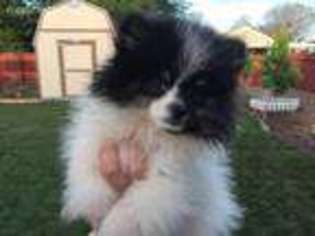 Pomeranian Puppy for sale in Stockton, CA, USA