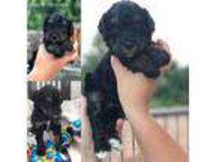 Mutt Puppy for sale in Winter, WI, USA
