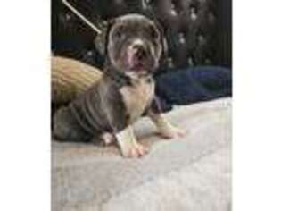 Mutt Puppy for sale in Riverdale, GA, USA