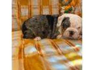 Bulldog Puppy for sale in Chicago, IL, USA