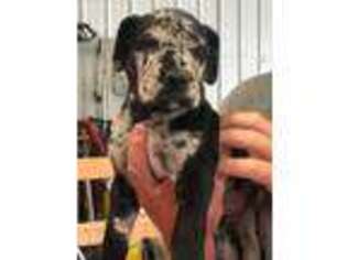 Great Dane Puppy for sale in Westville, IL, USA