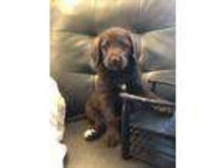 Labradoodle Puppy for sale in South Haven, MN, USA