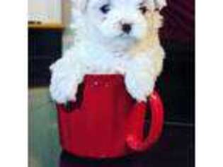 Maltese Puppy for sale in Franklin, KY, USA