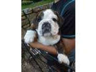 Bulldog Puppy for sale in Berwick, PA, USA