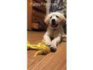 Golden Retriever Puppy for sale in Tripp, SD, USA