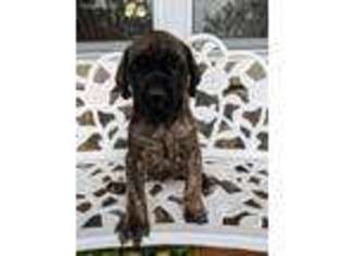 Mastiff Puppy for sale in Montgomery, IN, USA