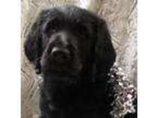 Labradoodle Puppy for sale in Plymouth, IN, USA