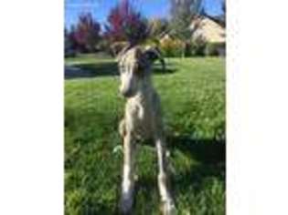 Whippet Puppy for sale in Bend, OR, USA