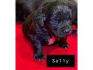 Newfoundland Puppy for sale in Roseville, MI, USA