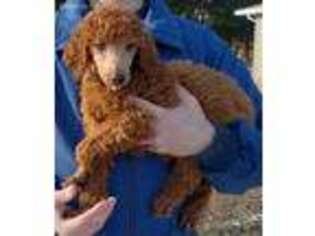 Mutt Puppy for sale in Albert Lea, MN, USA