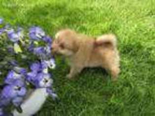 Pomeranian Puppy for sale in Lexington, MI, USA