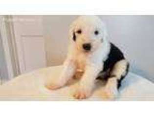 Old English Sheepdog Puppy for sale in Switz City, IN, USA