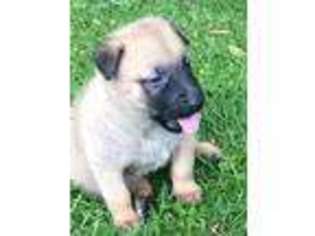 Mutt Puppy for sale in Normalville, PA, USA