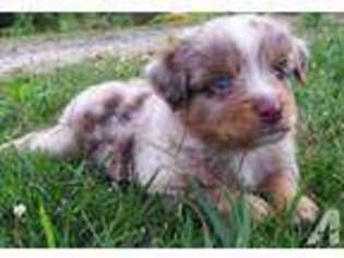 Australian Shepherd Puppy for sale in BROWNS SUMMIT, NC, USA