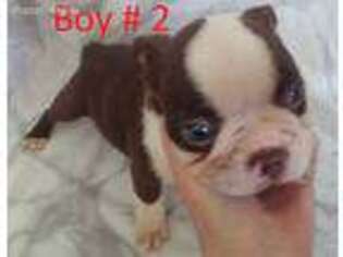Boston Terrier Puppy for sale in Ruskin, FL, USA